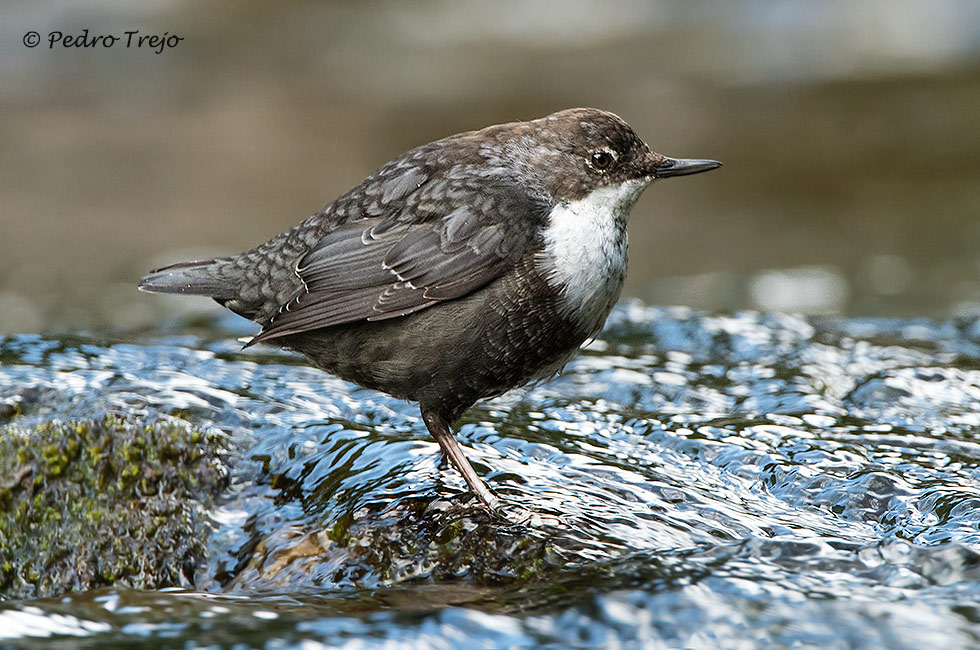 Mirlo acuatico (Cinclus cinclus)